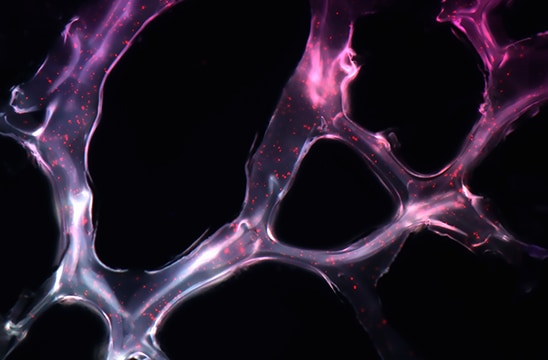 小鼠模型中靶向乳腺肿瘤的携带 microRNA 的自组装纳米颗粒